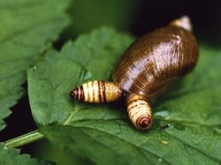 Snail with Leucochloridium Infection